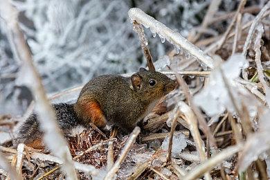 生活模拟游戏《inZOI》Steam页面公布 不支持中文